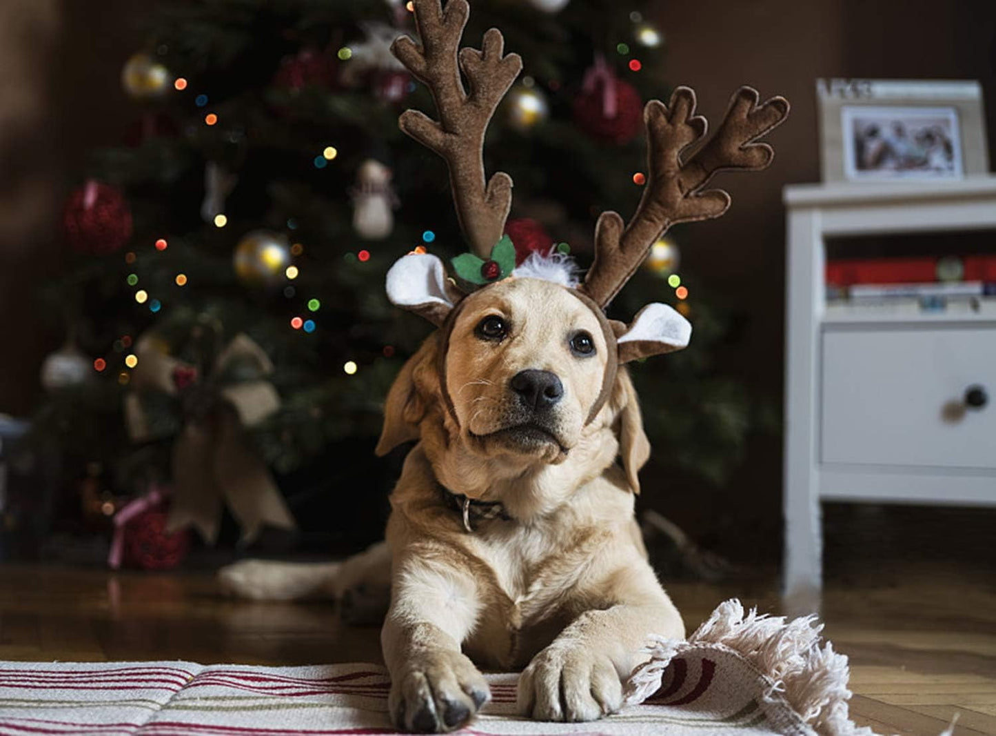 Dog Reindeer Antlers Costume, Christmas Headband Set for Large Dogs