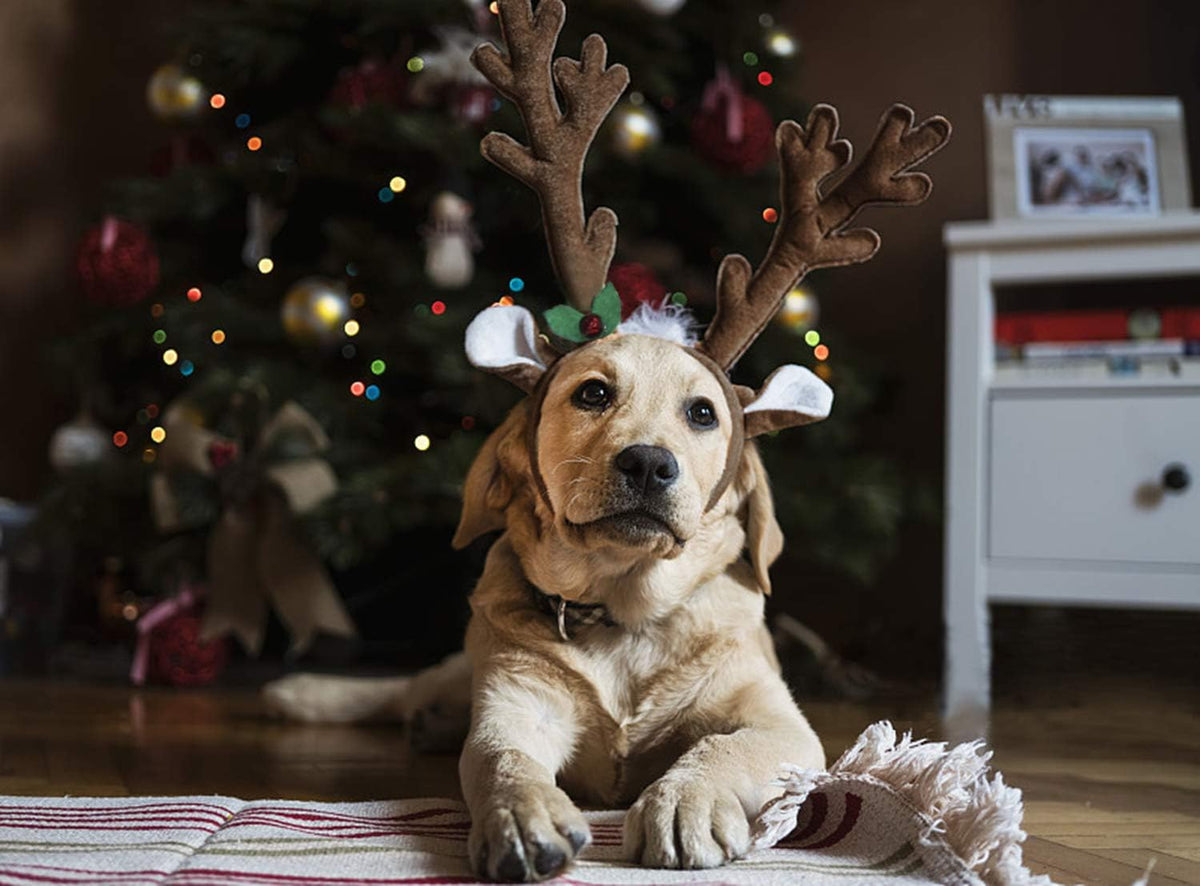 Dog Reindeer Antlers Costume, Christmas Headband Set for Large Dogs